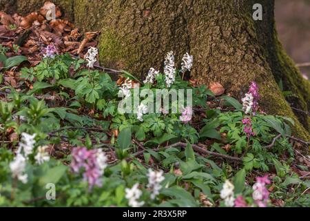 Corydalis cava, known as Corydalis flower, Fumewort, Hollowroot, Hollowroot-birthwort Stock Photo