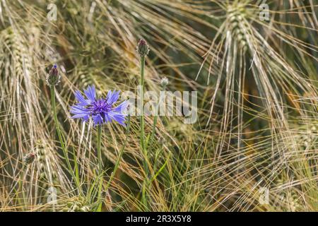 Centaurea cyanus (Cyanus segetum), known as Cornflower, Bachelor's button, Bluebottle Stock Photo