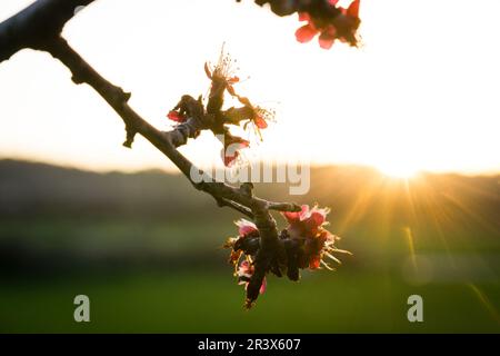 albaricoquero, Prunus armeniaca, Porreres, Mallorca, balearic islands, spain, europe. Stock Photo