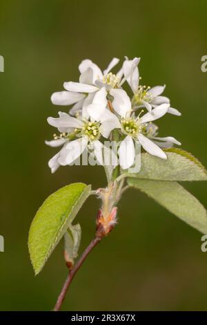 Amelanchier spicata, known as Dwarf serviceberry, Thicket shadebush, Low juneberry Stock Photo