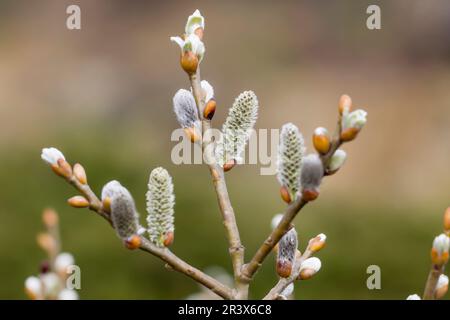 Salix helvetica with catkins, the Swiss willow in spring Stock Photo