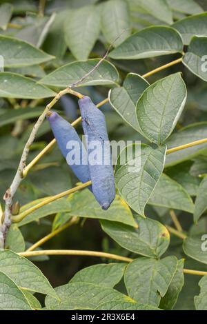 Decaiâ€ªsnea fargesii, known as Dead man's fingers, Blue bean plant, Blue sausage fruit Stock Photo
