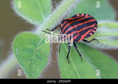Streifenwanze, Streifen-Wanze, Graphosoma italicum, ehemals als Graphosoma lineatum bezeichnet, Italian Striped-Bug, Striped-Bug, Striped bug, Italian Stock Photo