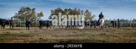 Cowboy carrying a long cattle prod near a herd of bulls, Camargue, France Stock Photo