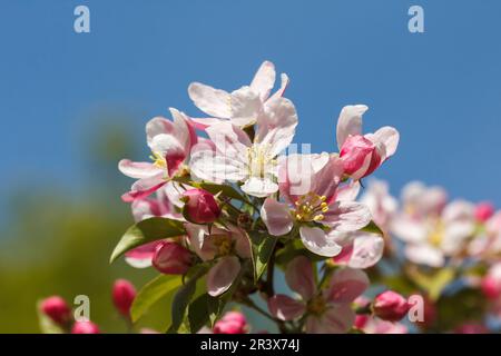 Malus sieversii, syn. Malus turkmenorum, known as Wild apple in spring Stock Photo