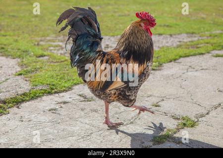 Proud walking rooster. Green grass background Stock Photo