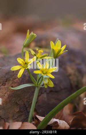 Gagea lutea, known as the Yellow star of Bethlehem, Yellow Star-of-Bethlehem Stock Photo