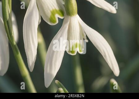 Galanthus nivalis, known as the Snowdrop or Common snowdrop Stock Photo
