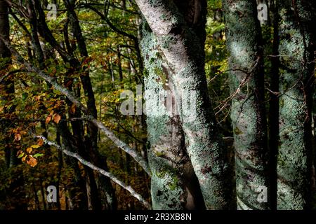 bosque de Archibú, Parque natural de los Valles Occidentales, Huesca, cordillera de los pirineos, Spain, Europe. Stock Photo