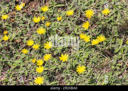 Hieracium pilosella, known as the Mouse-ear hawkweed, Hawkweed Stock Photo