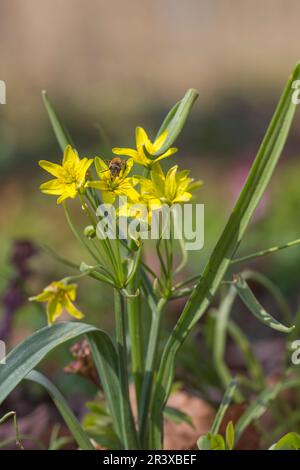 Gagea lutea, known as Yellow star of Bethlehem, Yellow Star-of-Bethlehem Stock Photo