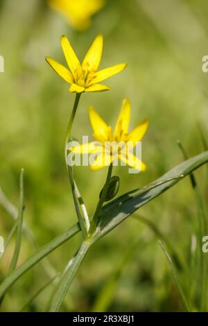 Gagea lutea, known as the Yellow star of Bethlehem, Yellow Star-of-Bethlehem Stock Photo