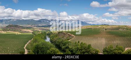 viñedo, cerca de Briones, valle del Ebro, La Rioja , Spain, Europe. Stock Photo