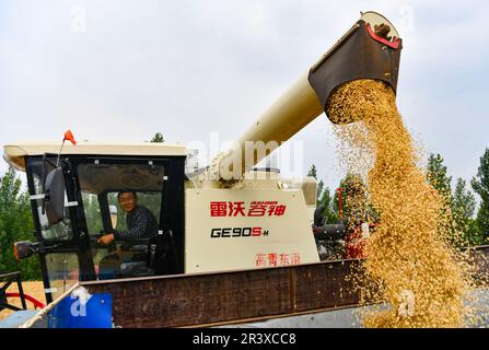 ZOUPING, CHINA - MAY 25, 2023 - Farmers harvest wheat with large agricultural machinery in Dongwoduo village of Qingyang Township in the mountains of Stock Photo