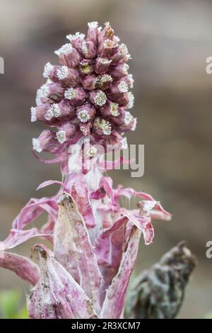 Petasites hybridus (Petasites officinalis), known as Butterbur, Common butterbur, Bog rhubarb Stock Photo