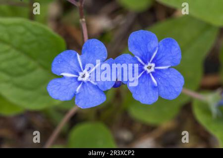 Omphalodes verna, known as the Creeping navelwort, Blue-eyed-Mary Stock Photo