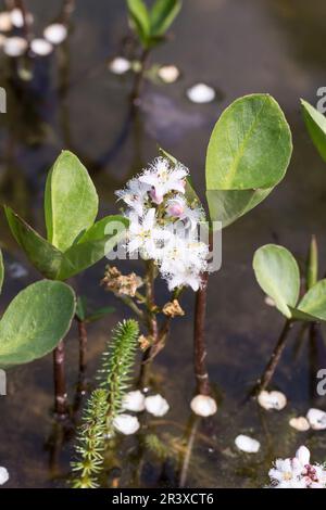 Menyanthes trifoliata, known as the Trefoil, Marsh trefoil, Bogbean Stock Photo