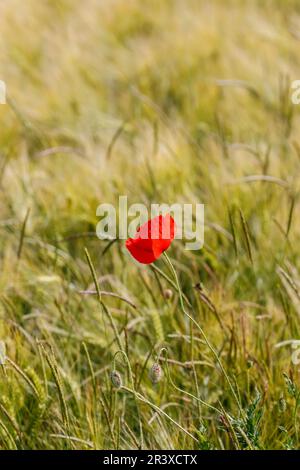 Papaver rhoeas, red poppy in the cornfield. Germany Stock Photo