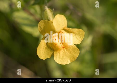 Mimulus guttatus, known as Seep monkeyflower, Common yellow monkeyflower Stock Photo