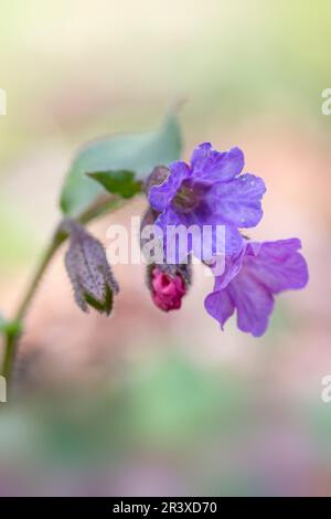 Pulmonaria obscura, (Pulmonaria officinalis, ssp. obscura), the Suffolk Lungwort, Unspotted lungwort Stock Photo