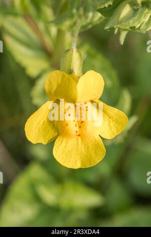 Mimulus guttatus, known as Seep monkeyflower, Common yellow monkeyflower Stock Photo