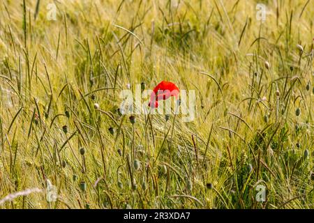 Papaver rhoeas, red poppy with cornflowers in the cereal field Stock Photo