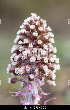 Petasites hybridus (Petasites officinalis), known as Butterbur, Common butterbur, Bog rhubarb Stock Photo