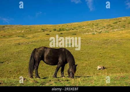 caballos pastando, Linza, Parque natural de los Valles Occidentales, Huesca, cordillera de los pirineos, Spain, Europe. Stock Photo