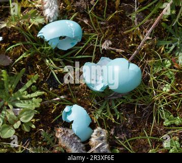 Broken, Smashed Dunnock, Prunella modulris, Eggs On The Ground, New Forest UK Stock Photo