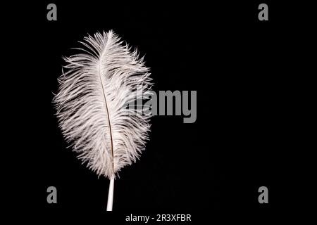 White fluffy feather pen on black paper background Stock Photo