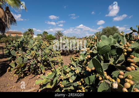 Prickly pears with ripe fruits Stock Photo