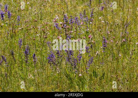 Salvia pratensis, known as Meadow clary, Meadow sage Stock Photo