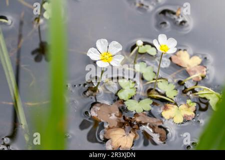 Ranunculus aquatilis, known as Common water-crowfoot, White water-crowfoot, White water buttercup Stock Photo