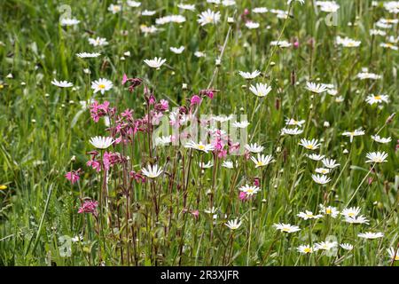 Silene dioica, known as Red campion, Red catchfly, Morning campion, Rough robin, English maiden Stock Photo