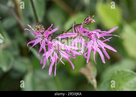 Silene flos-cuculi, known as Cuckoo flower, Meadow campion, Ragged Robin, Ragged-Robin Stock Photo