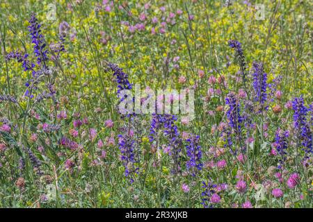 Salvia pratensis, known as Meadow clary, Meadow sage Stock Photo