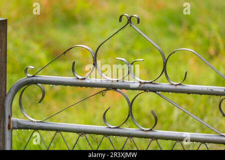 Water droplets cling to an ornate galvanized steel gate on a rainy day Stock Photo