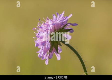 Scabiosa columbaria, Pigeon scabious, Pincushion flower, Small scabious, Dove pincushion Stock Photo