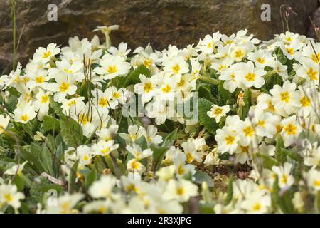 Primula vulgaris, known as Common primrose, English primrose, Primrose Stock Photo