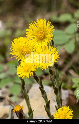 Tussilago farfara, commonly known as the Coltsfoot Stock Photo