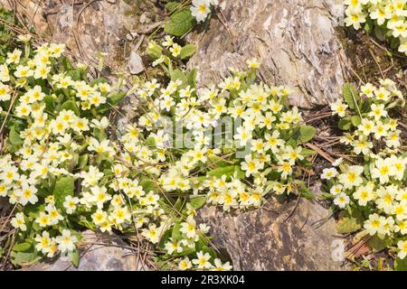Primula vulgaris, known as Common primrose, English primrose, Primrose Stock Photo