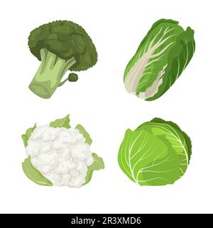 Various types of cabbage carton illustration set Stock Vector