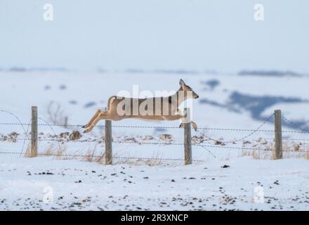 Prairie Winter Scenes Stock Photo