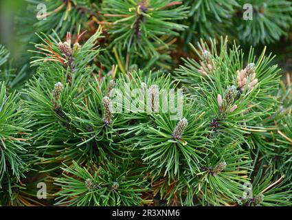 Mountain pine with cones in an early spring Stock Photo