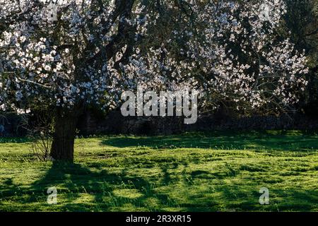 almendro en flor, Llucmajor, Mallorca, balearic islands, Spain. Stock Photo