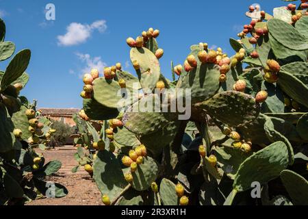 prickly pears with ripe fruits, Son Marrano, Mallorca, Balearic Islands, Spain. Stock Photo