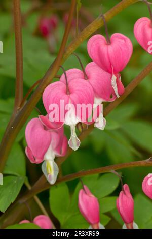 Dicentra spectabilis, syn. Lamprocapnos spectabilis, known as Bleeding heart Stock Photo