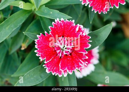 Dianthus chinensis, sort Testar, known as Chinese pink, China pink Stock Photo