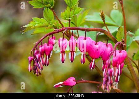 Dicentra spectabilis, syn. Lamprocapnos spectabilis, known as Bleeding heart Stock Photo