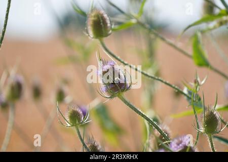 Depleted acidic soils without nutrients in agriculture lead to stunted growth and misery Stock Photo